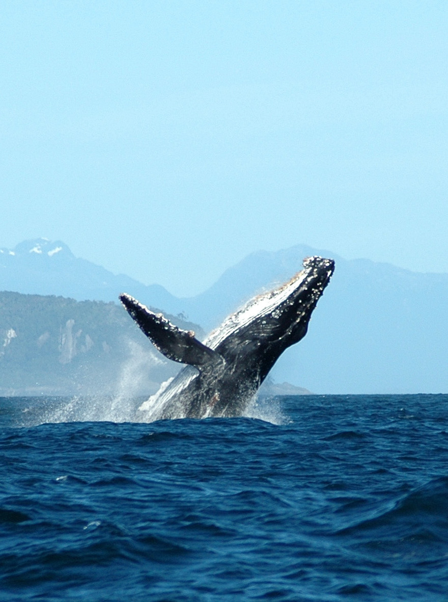 Ballenas