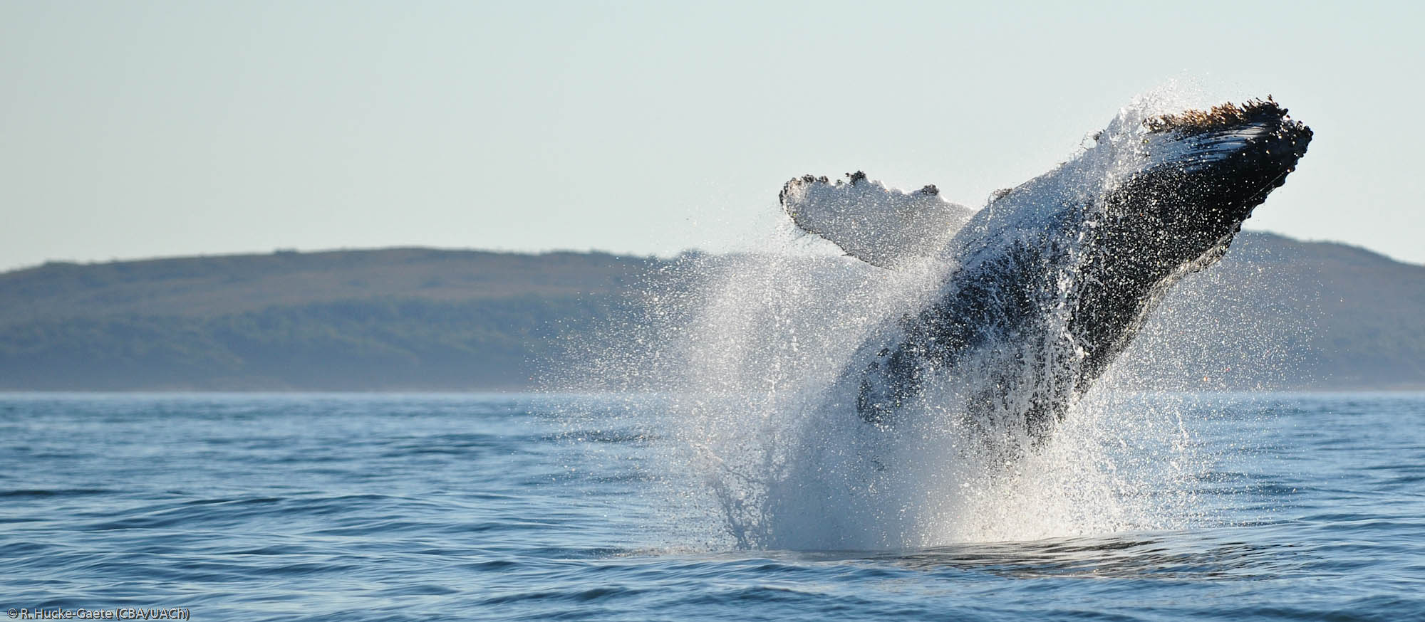 Whale swimming